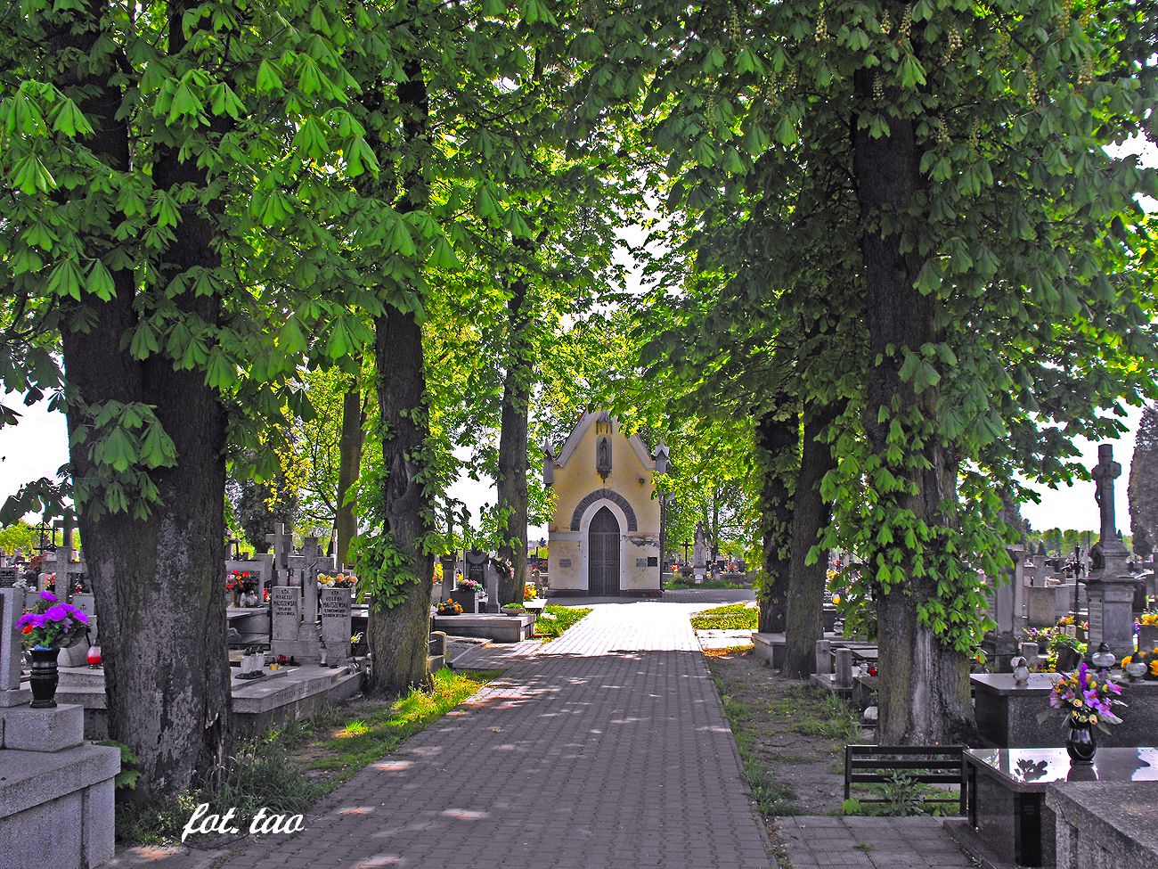 Zabytkowa aleja i kaplica na sierpeckim cmentarzu parafialnym, 3.05.2014 r.