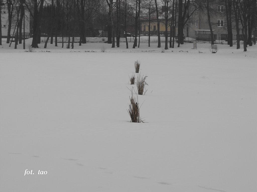 Jezirka - chochoki w lodzie, 10.01.2010 r.