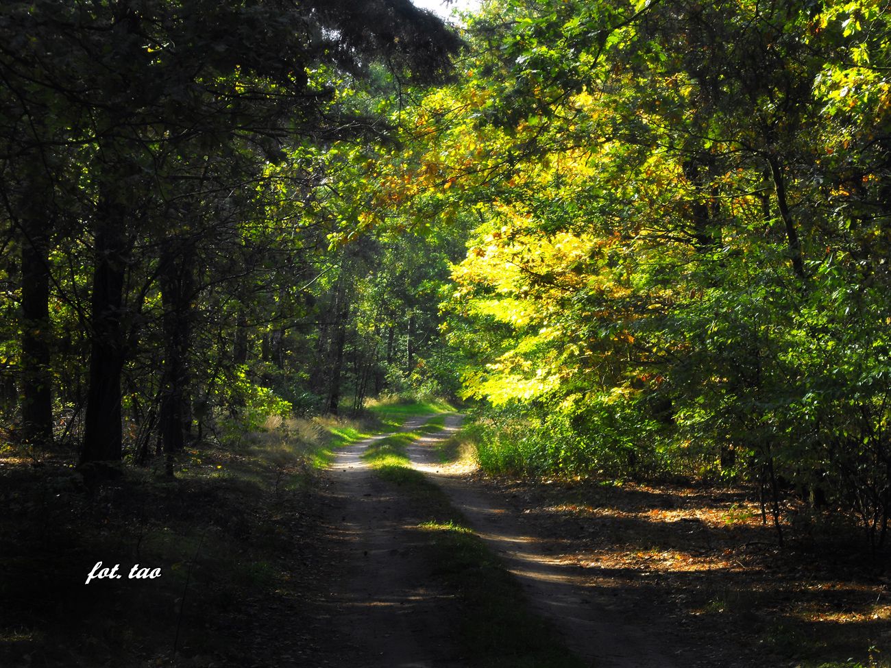 Droga w lesie na arwce. Jak wida na zdjciu to ju koniec lata, wrzesie 2015 r.
