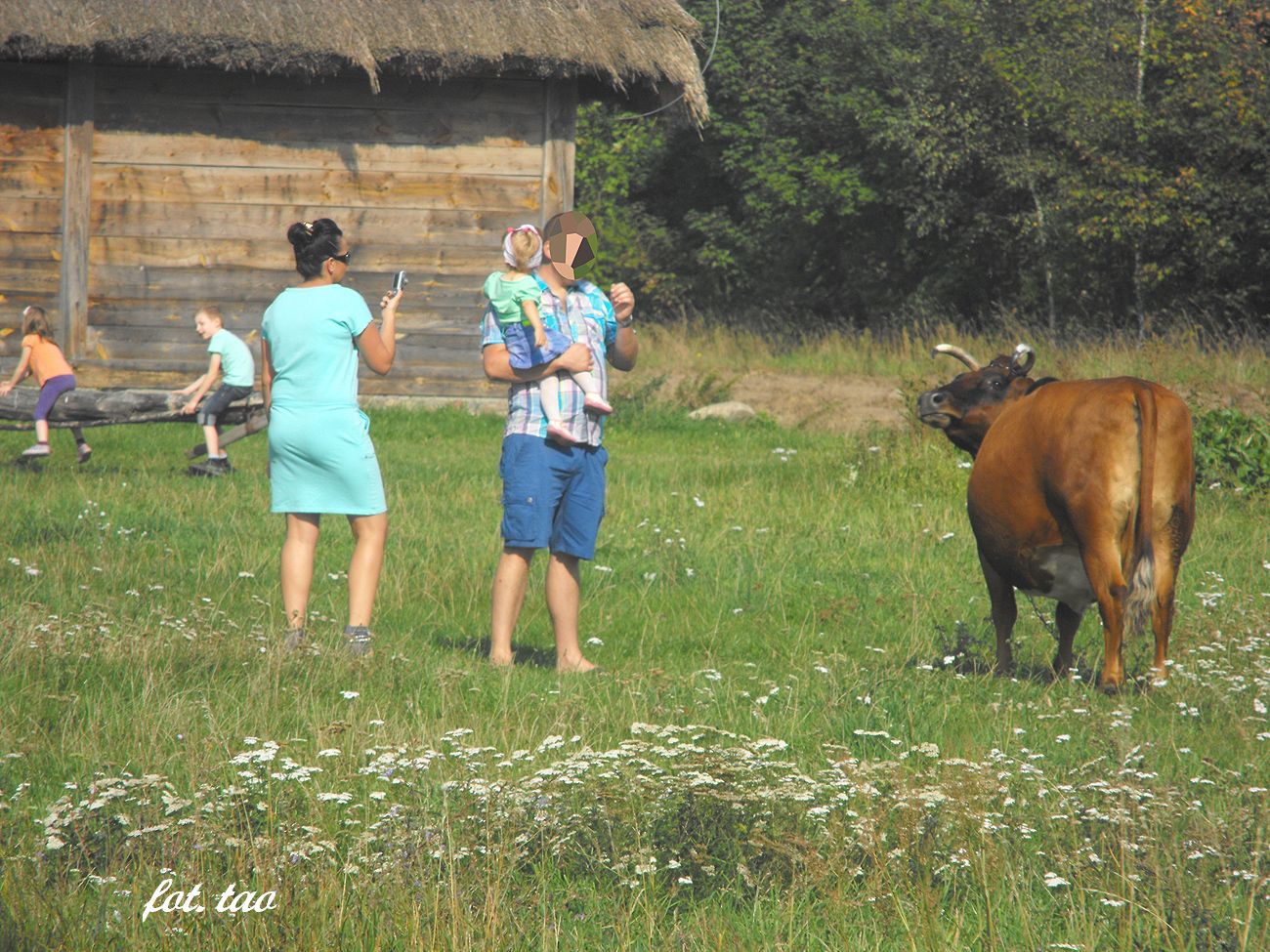 Niedziela w skansenie. A niemoliwe, ale prawdziwe - w skansenie jest krowa, ktra w aktorski sposb pozuje gociom do fotografii, 7.09.2014 r.