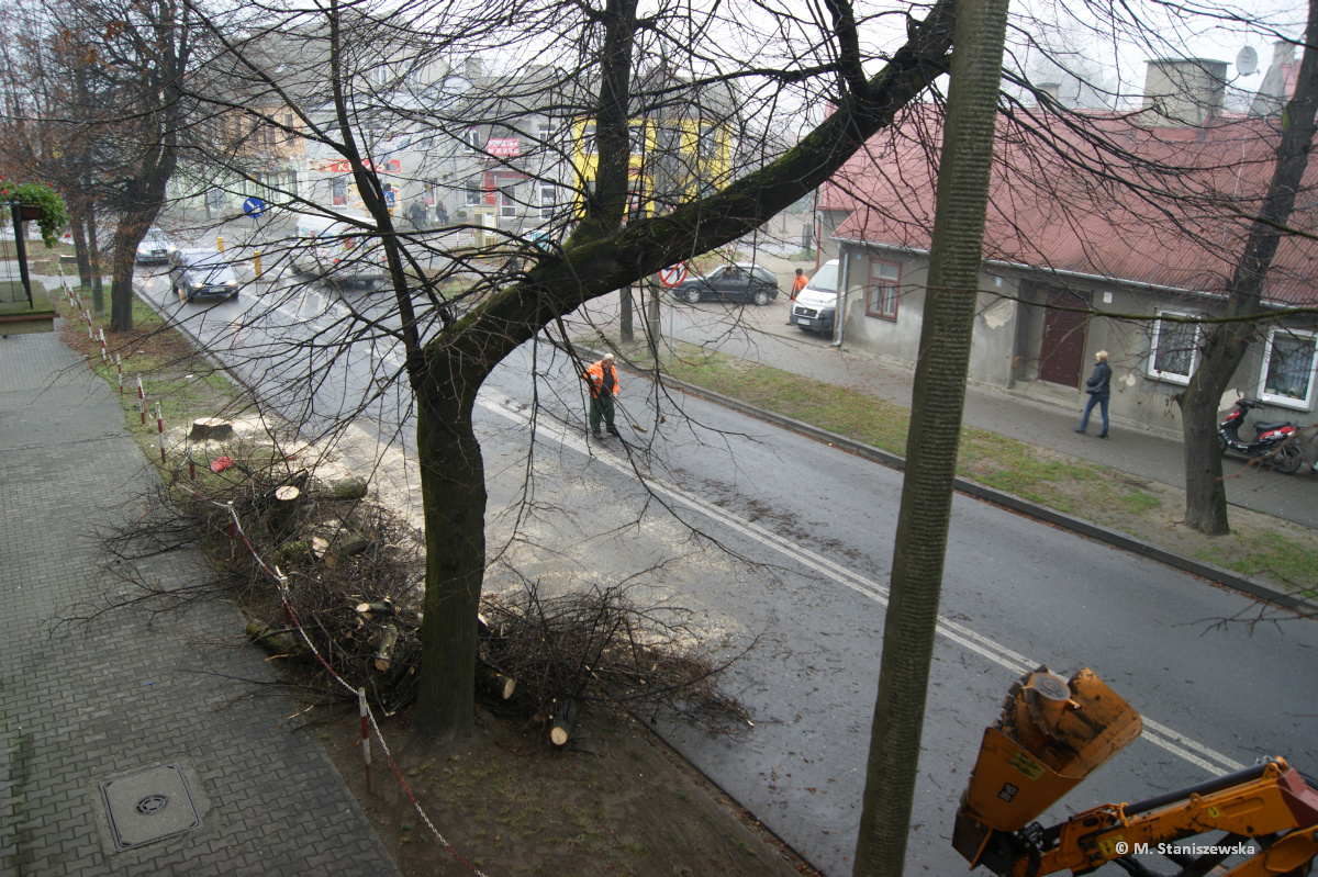 Wycinka drzew na ulicy Pockiej, 14.11.2013 r.