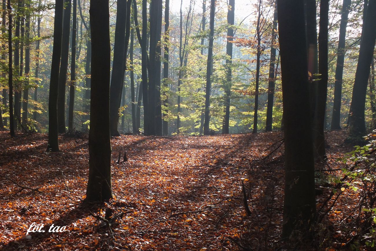 Ostatnie dni jesieni w dobaczewskim lesie, 26.11.2019 r.