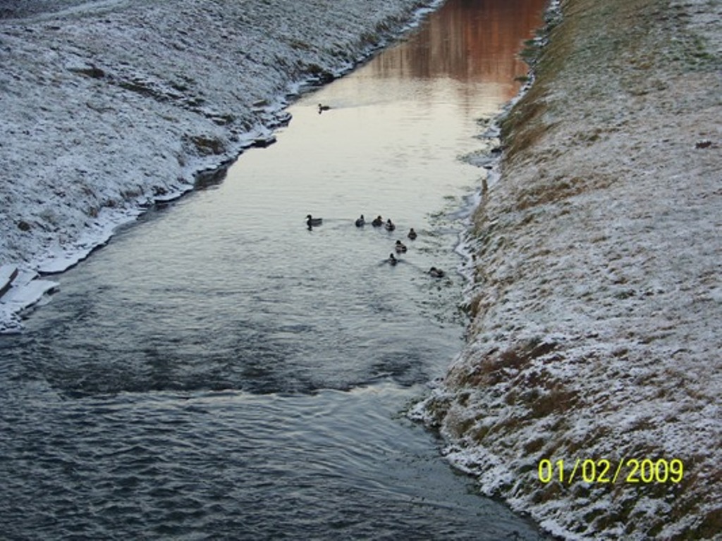Dzikie kaczki na Sierpienicy, stycze 2009