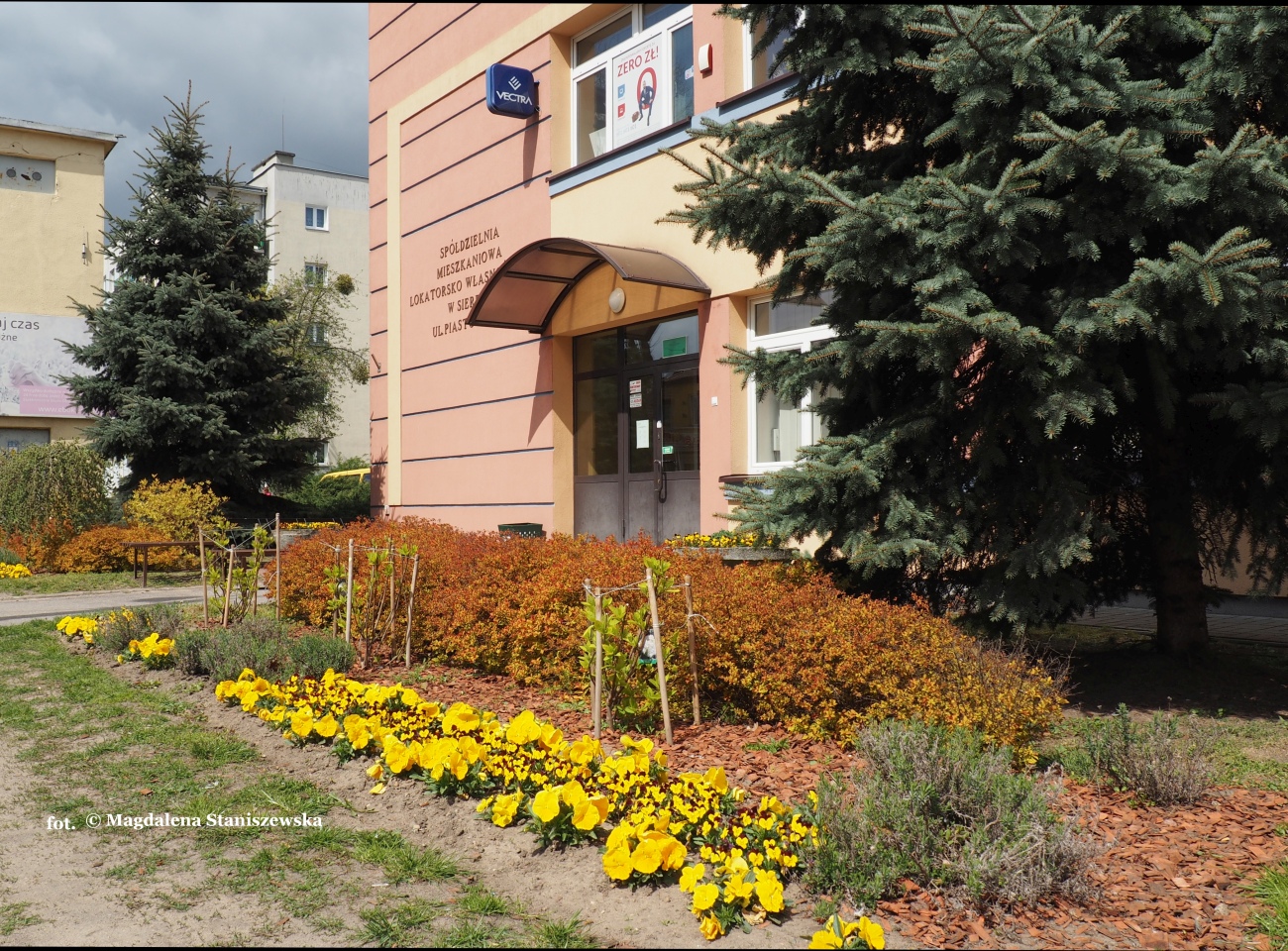 Wiosna w miecie - estetyczne wejcie do gmachu Spdzielni Mieszkaniowej, ul. Jana Pawa II, 24.04.2016 r.