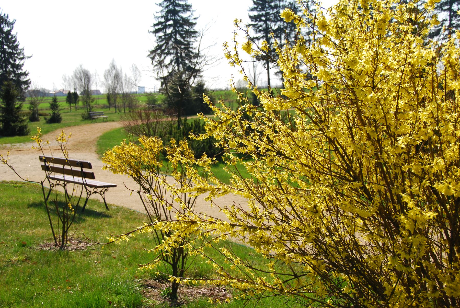 Kwitnca forsycja to tylko jeden z wielu krzeww parku dworskiego w Skansenie, kwiecie 2011 r.