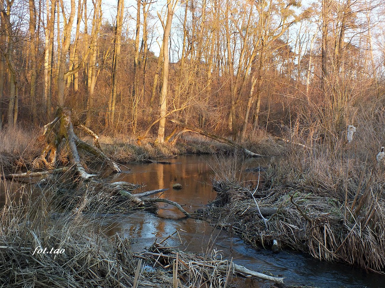 W okolicy Mieszczka rzeka Skrwa rządzi się prawami natury, 13.03.2022 r.