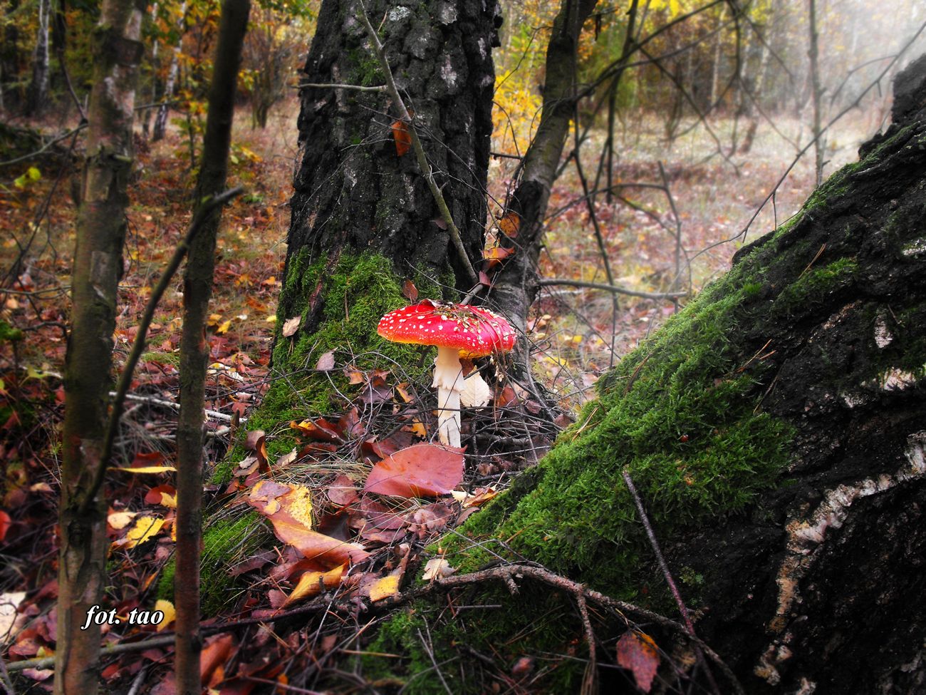 Ostatnie deszczowe dni ukazay pikne barwy jesieni. Na fotografii muchomor w Dobaczewskim lesie, 23.10.2016 r.