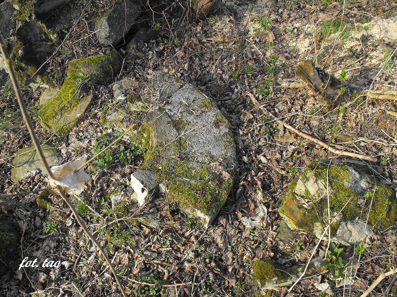 Studzieniec. Po tutejszym mynie pozostay tylko ruiny nabrzene fundamentw i fragment kamiennego koa myskiego, kwiecie 2014 r.