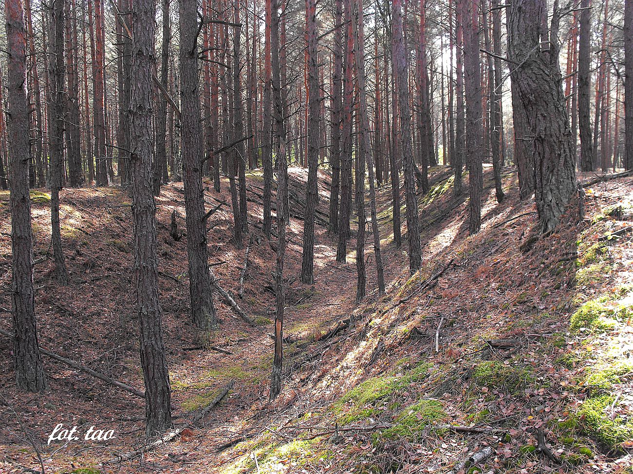 Las w Walerianowie k/Sierpca kryje w sobie wiele pamitek z okresu II wojny. Na zdjciu rw przeciwczogowy,  chronicy dawne lotnisko, jak wida w doskonaym stanie, wrzesie 2014 r.