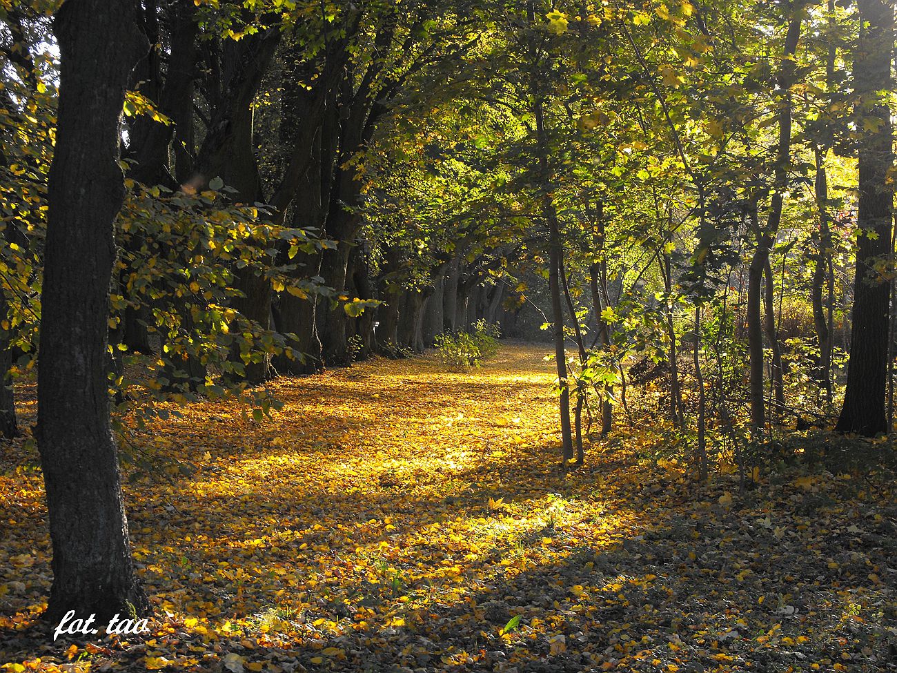 Jesie 2014. Na zdjciu fragment parku przy ul. Staszica, 19.10.2014 r.