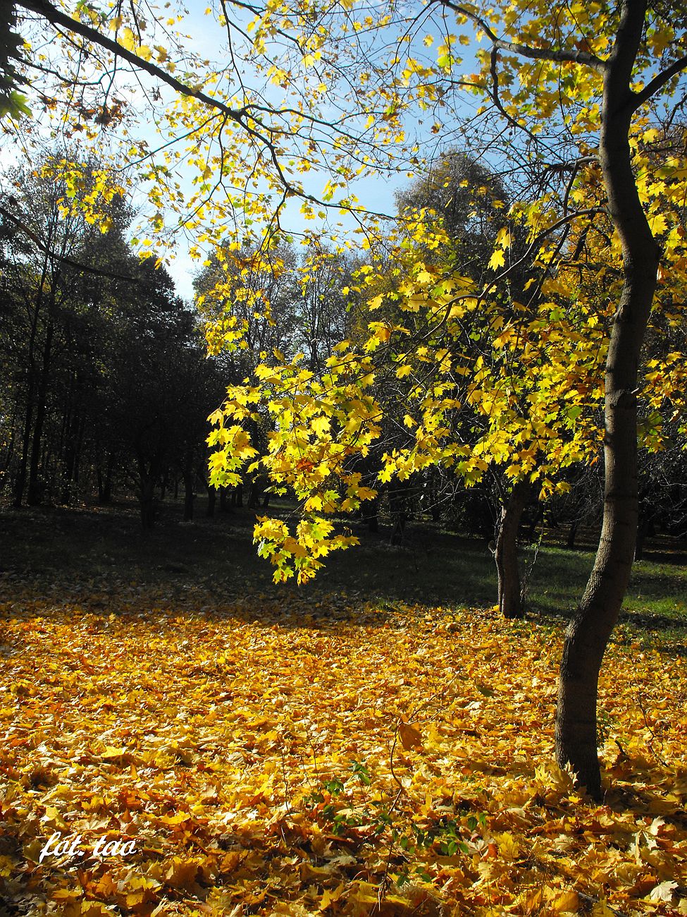 Jesie 2014. Na zdjciu fragment parku przy ul. Staszica, 19.10.2014 r.