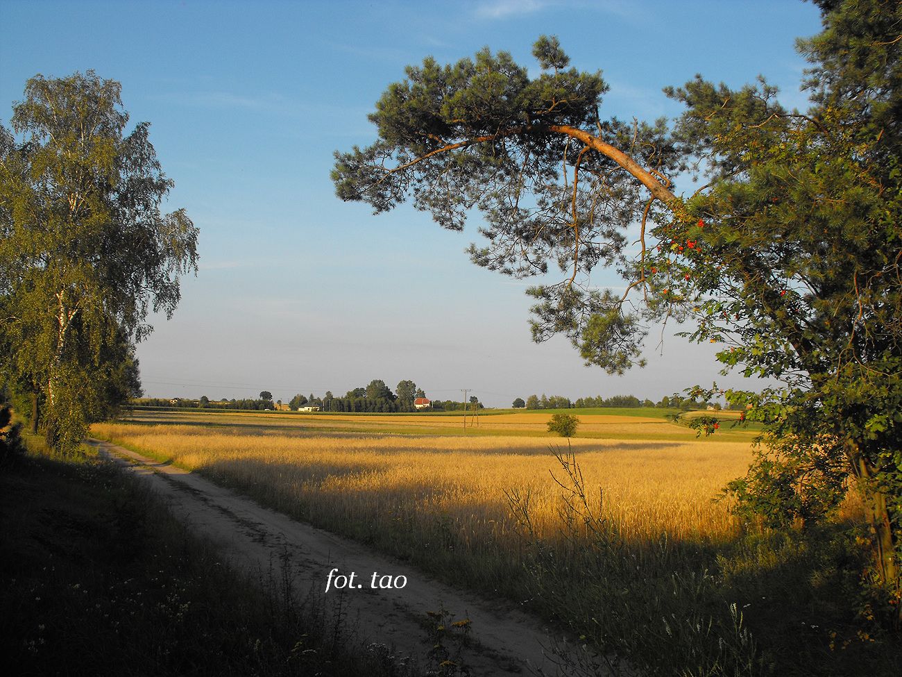 Urodzajne pola w Miobdzynie, 30.07.2012 r.