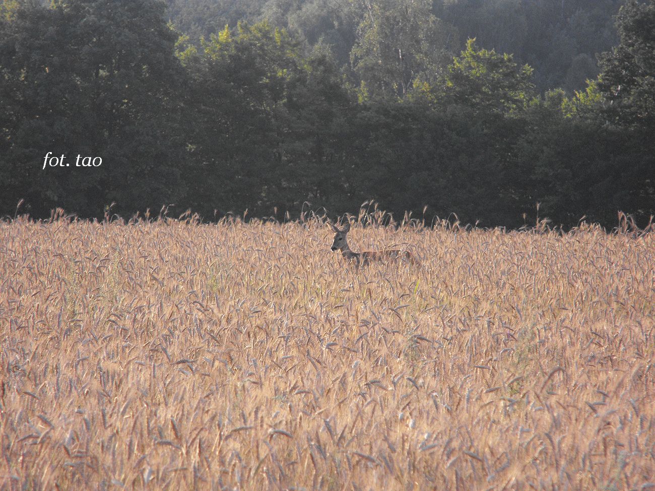 Pola w Miobdzynie. Pasca si w zbou sarenka, 30.07.2012 r.