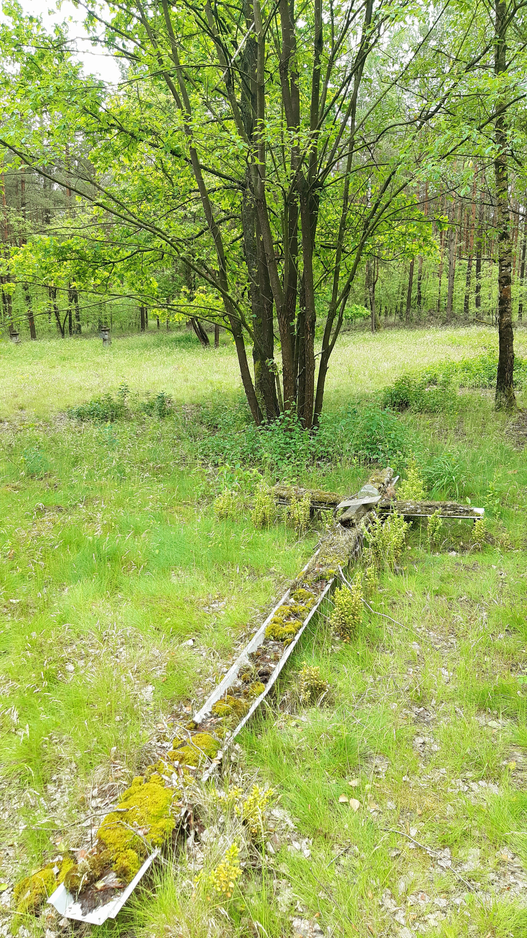 Cmentarz ewangelicki w Oswce po 16 latach, czerwiec 2025 r.