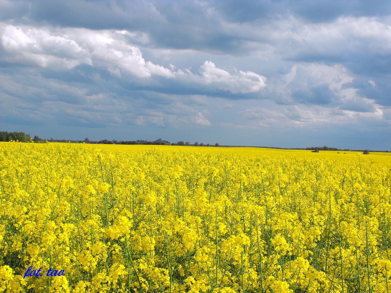 Bezkresne pola malowane kwiatem rzepaku - Pawłowo w gminie Sierpc, 11.05.2014 r.
