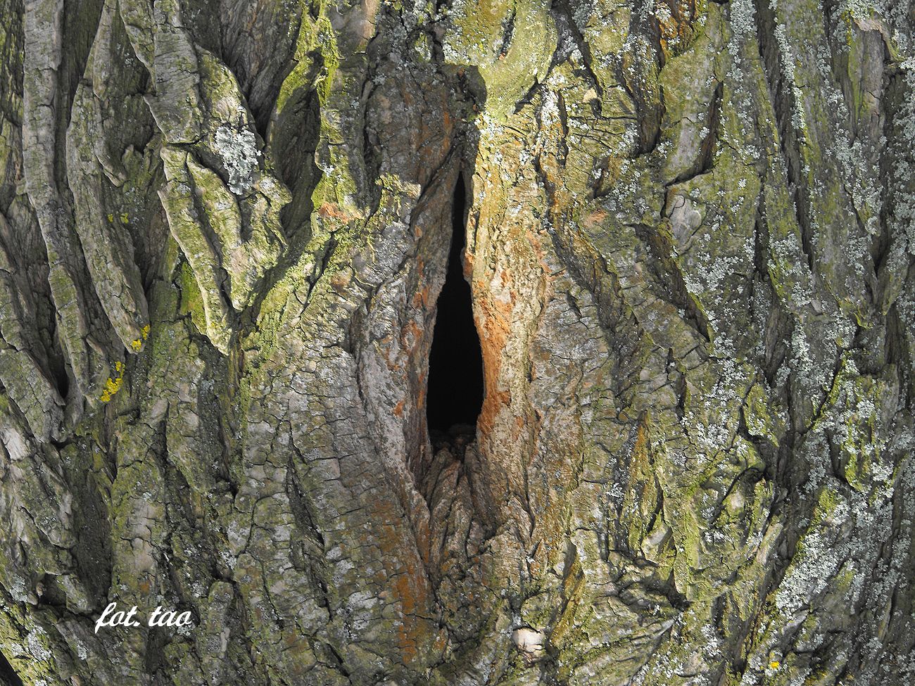 Naturalna dziupla dla ptaków powstała na wierzbie przy drodze z Miłobędzyna do Bledzewa. Na pozór zwykła dziupla, ale miłośnicy programu 