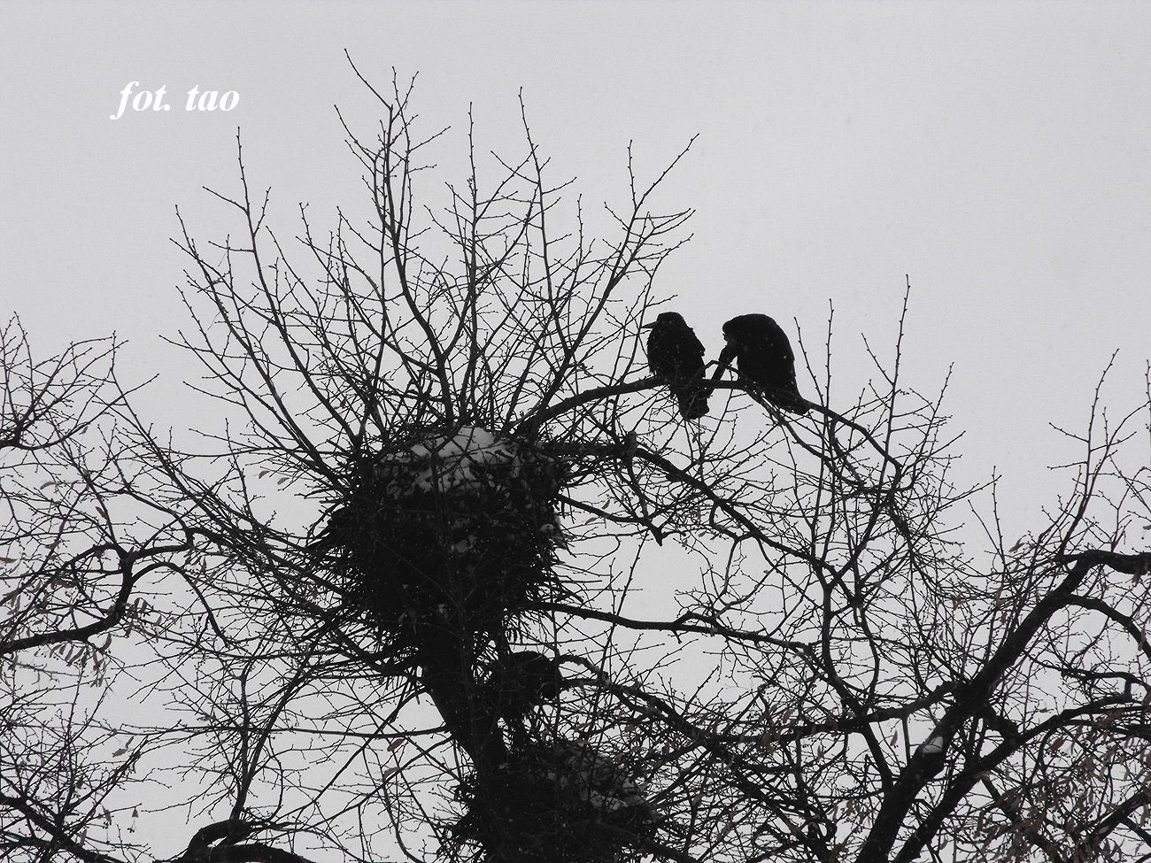 Gawrony oczekujce wiosny. Park Jezirka, 1.04.2013 r.