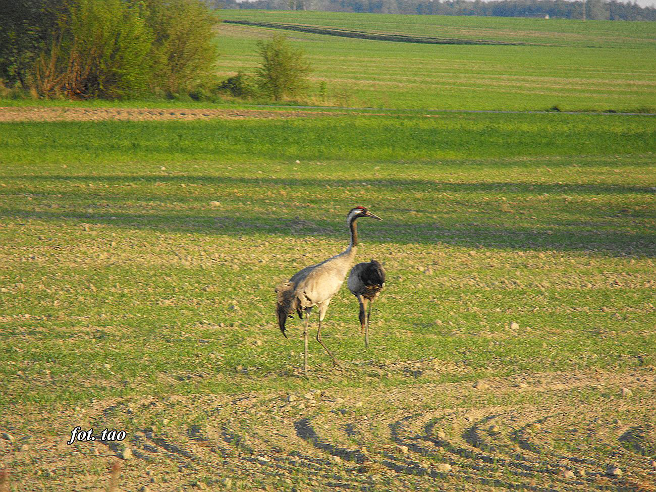 erujce urawie na polu w urawiecu k/Sudrag. Na tych polach w kwietniu mona spotka stada liczce kilkadziesit sztuk, ale urawie s bardzo pochliwe i fotografowanie ich z bliska jest praktycznie niemoliwe, 29.04.2016 r.