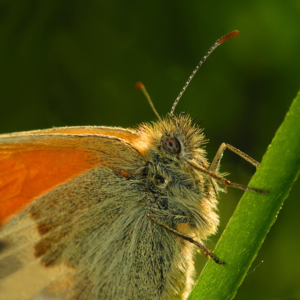 Portret motyla