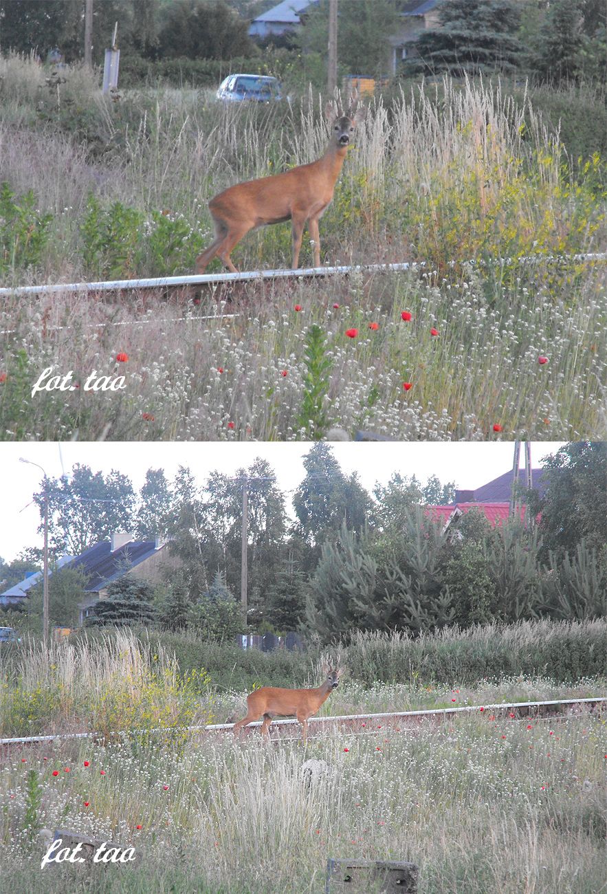 Fotografujc pocigi mona te i przyrod. Na foto zaciekawiony kozioek spacerujcy po torach przy przejedzie PKP na ul. Sempoowskiej, 14.06.2014 r.