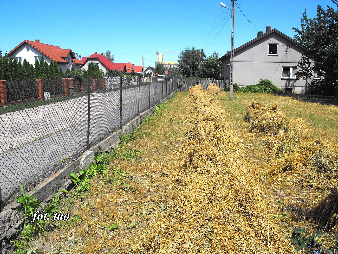 Tradycyjne niwa przy ul. Sempoowskiej, 21.07.2016 r.