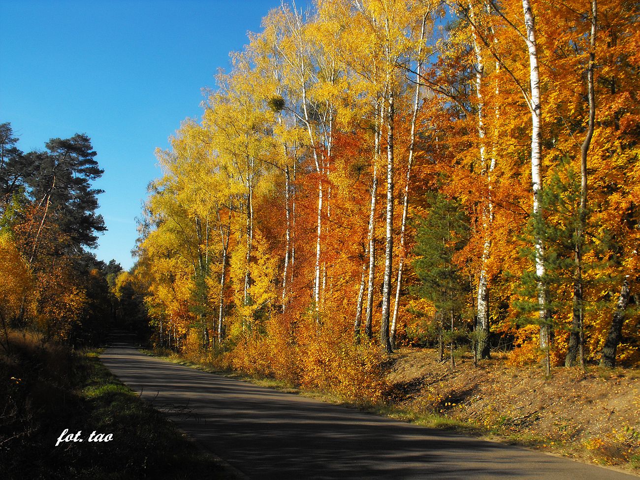 Szosa z Sierpca do Ligowa w okolicy Dobaczewa, 27.10.2015 r.