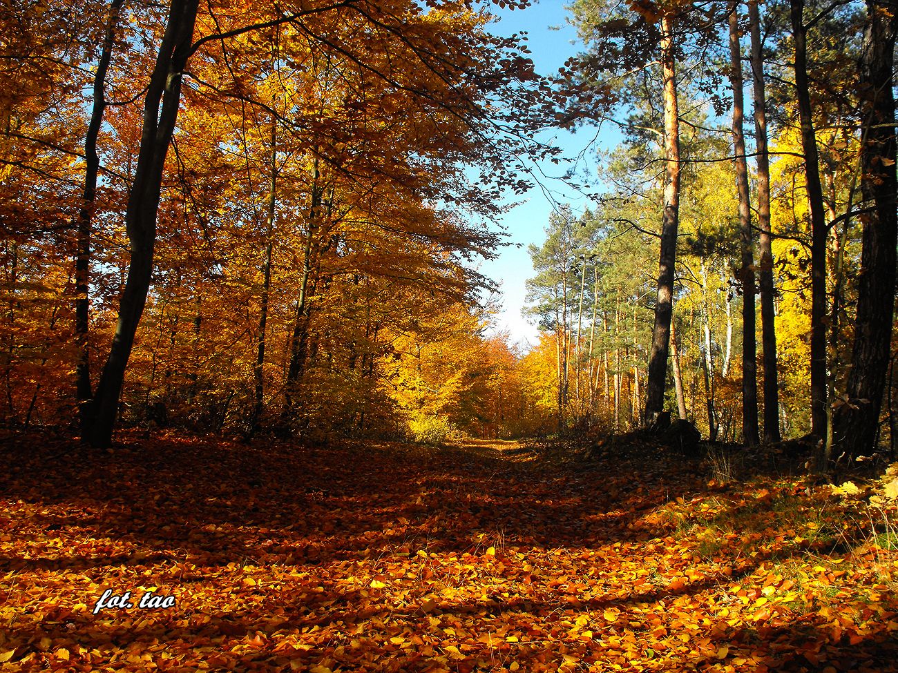 Jesień w dobaczewskim lesie, 27.10.2015 r.