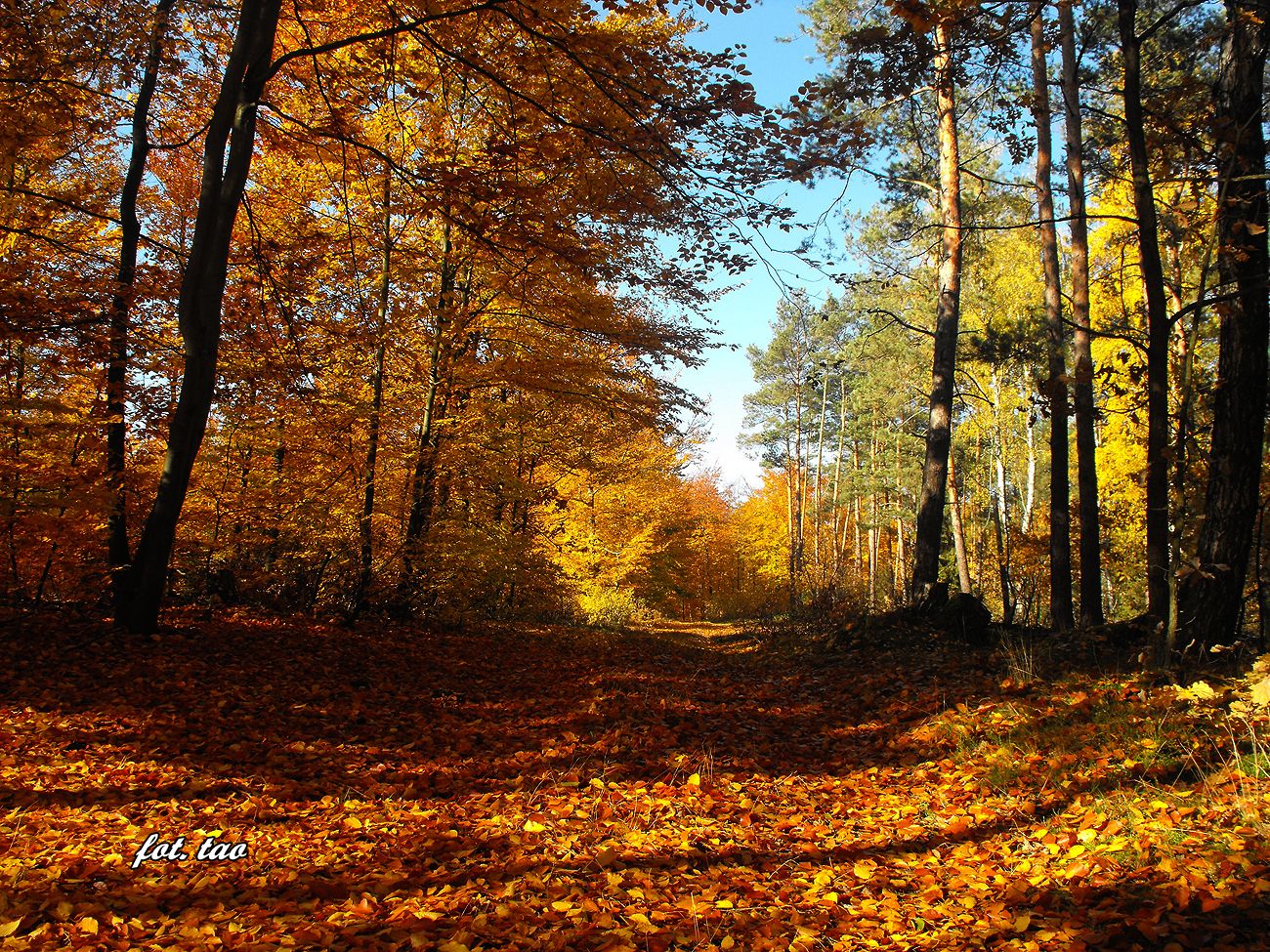 Jesie w dobaczewskim lesie, 27.10.2015 r.