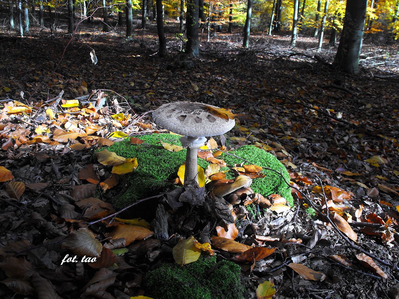 Koniec października to leśny sezon na gąski, ale w dobaczewskim lesie kanie można spotkać do listopada, 27.10.2015 r.