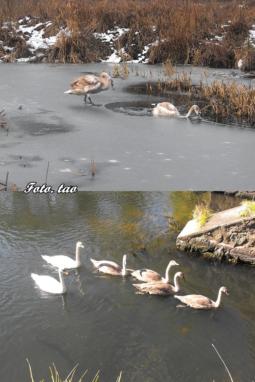 abdzie na rzece Skrwie. Na grnym zdjciu (z dnia 1.02.2015 r.) abdzie na Skrwie w Choczniu, ale podobne lub te same zostay sfotografowane w padzierniku przy mocie w Mieszczku. Nie odleciay?