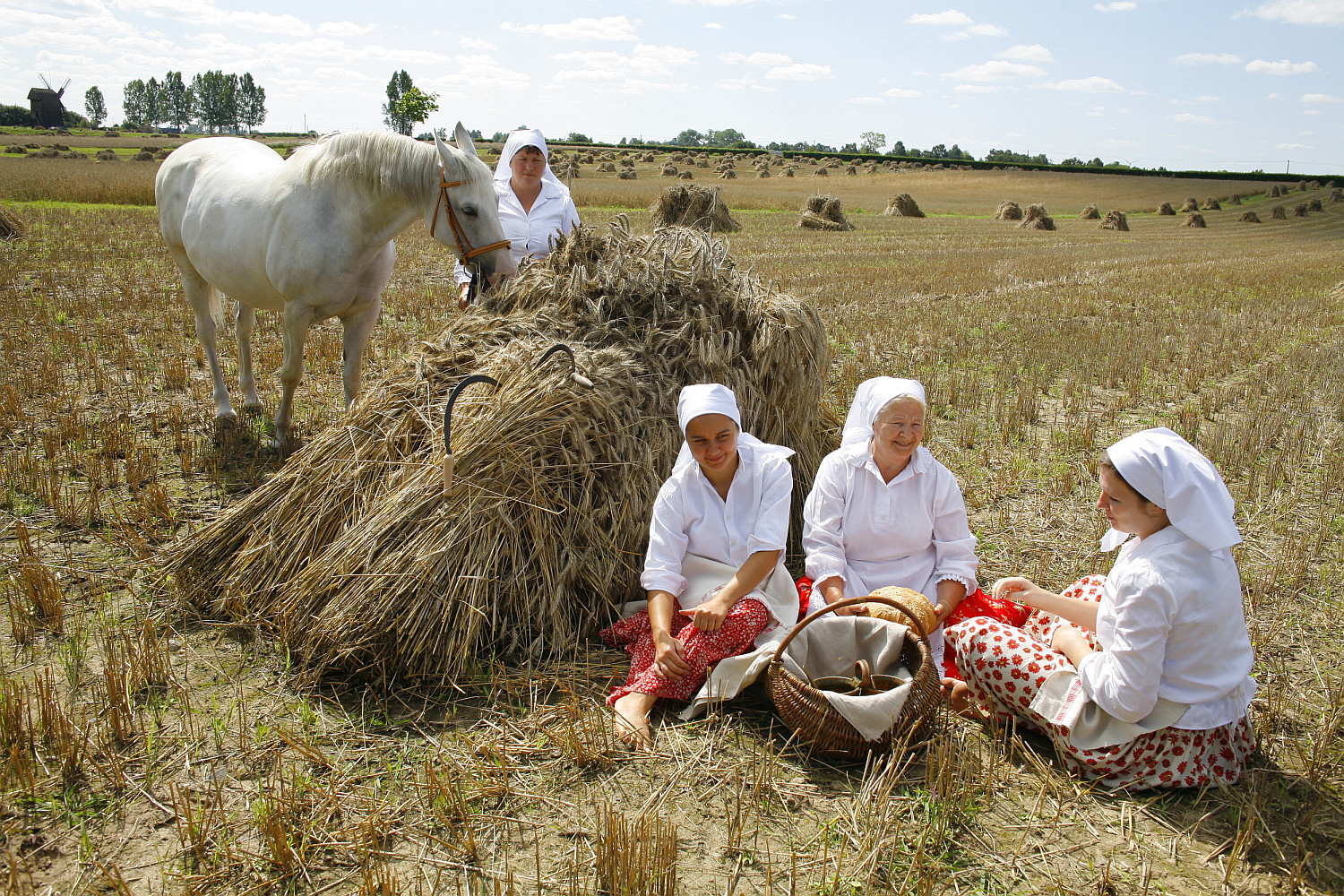 niwa w skansenie, sierpie 2013 r.