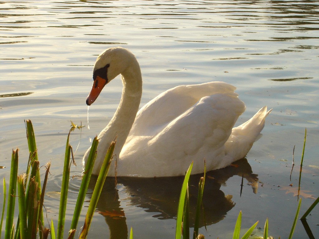 Mieszkaniec naszych Jezirek.