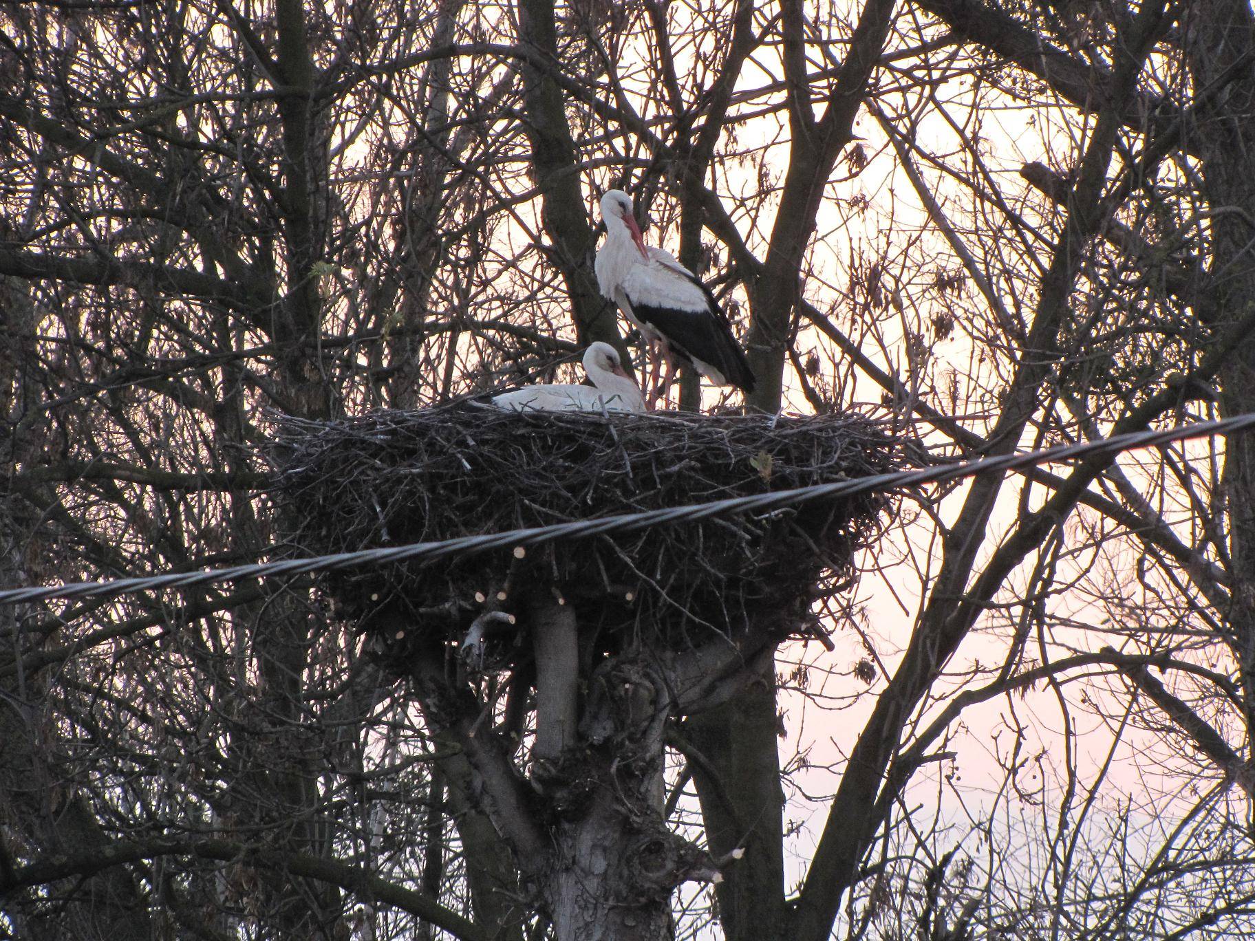 Bocianie gniazdo w miejscowoci Borowo, 12.04.2009 r.