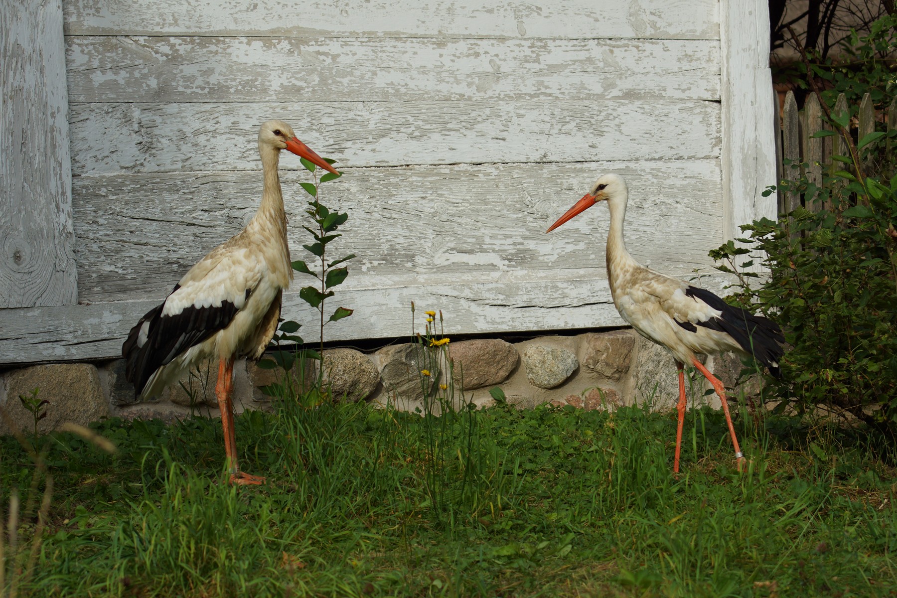 Bociany - mieszkacy skansenu, wrzesie 2012 r.