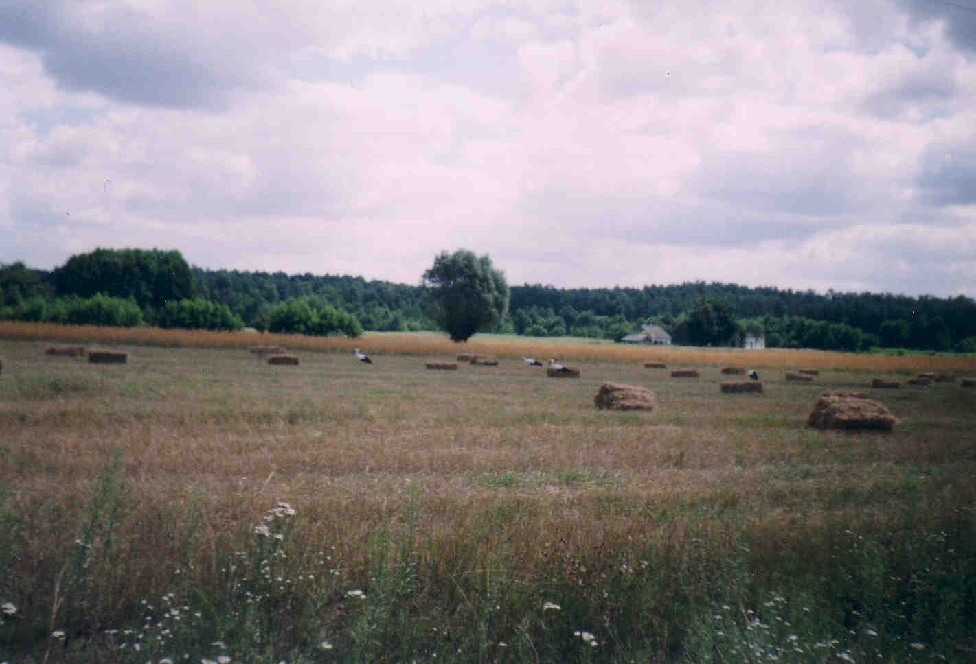 Pikna przyroda, a bociany szykuj si do odlotu. Kokoszczyn, sierpie 2007.