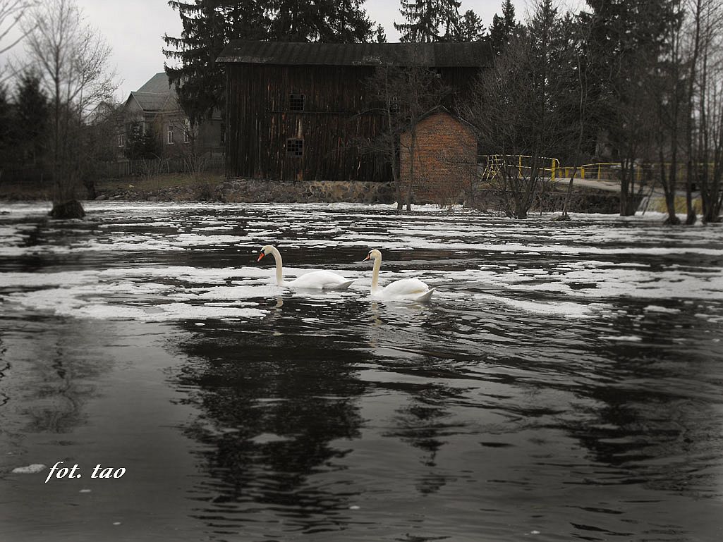 Pozujce do fotografii abdzie na Skrwie w Choczniu. W gbi nieczynny stary myn, 6.02.2011 r.