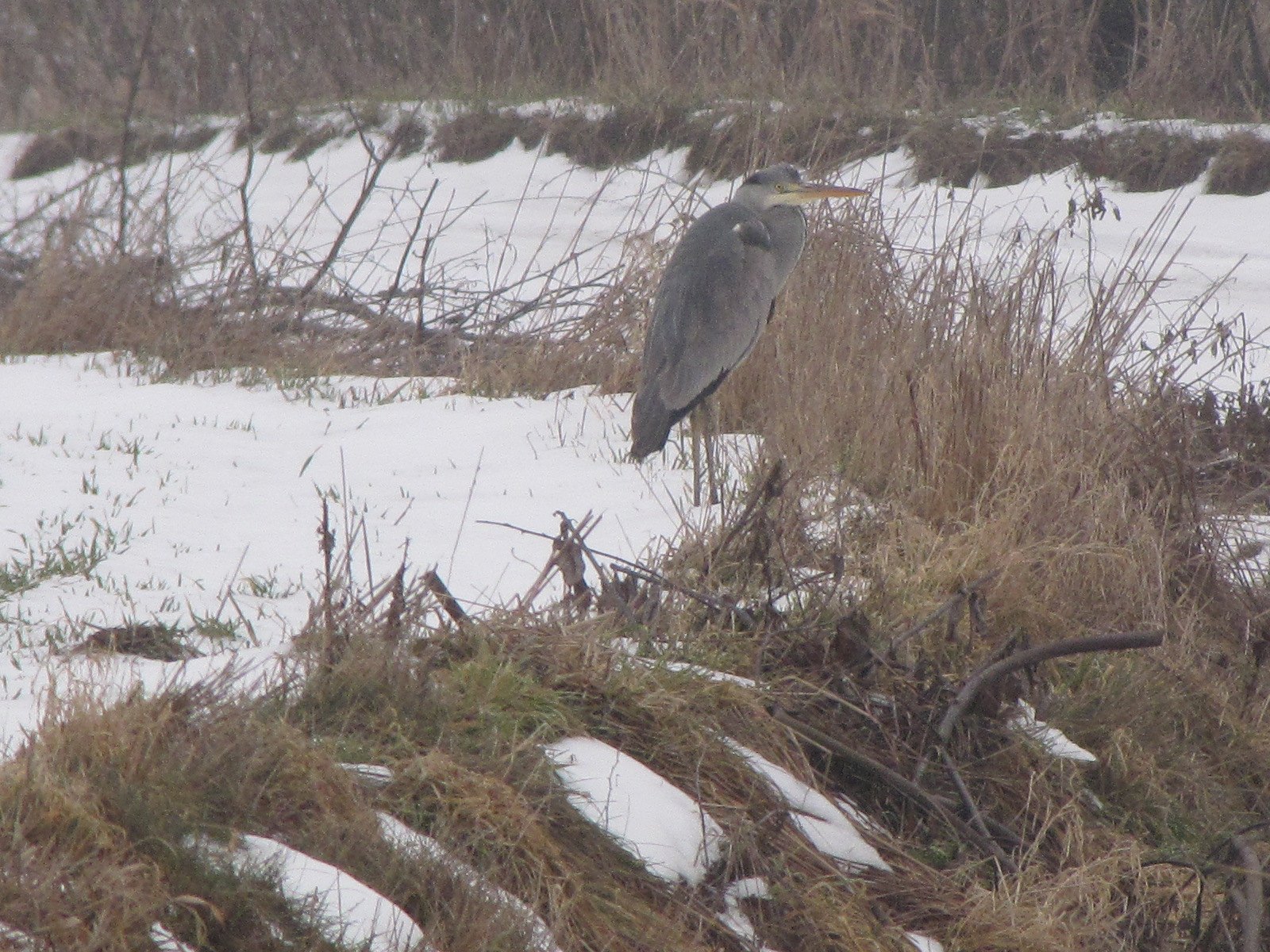 Czapla w okolicach Sierpca, 24.02.2009 r.