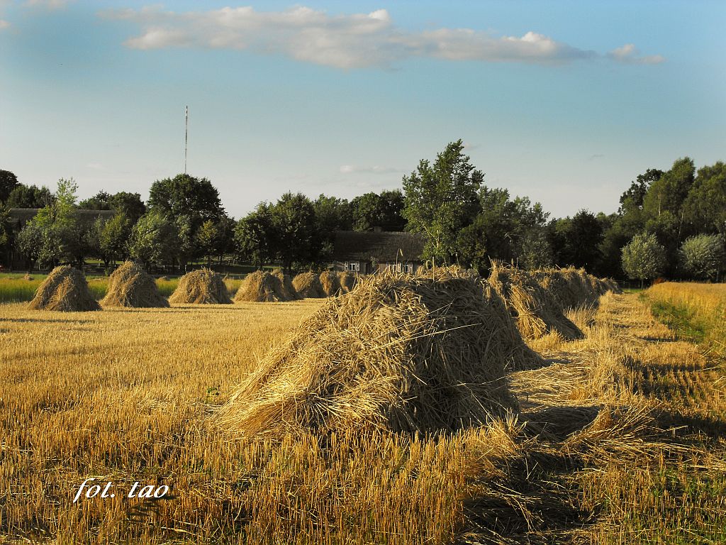 �niwa w&nbsp;skansenie, 29.07.2010&nbsp;r.