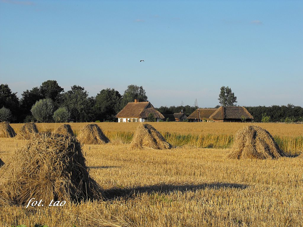 �niwa w&nbsp;skansenie, 29.07.2010&nbsp;r.