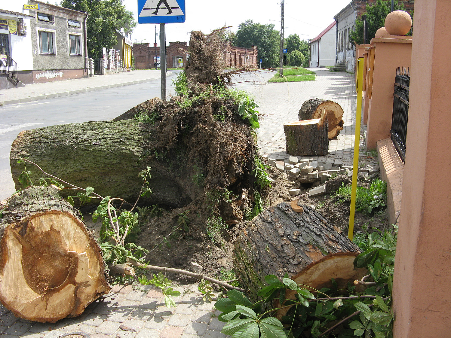 Powalony przez nocn wichur stary kasztanowiec przy kociele w. Ducha, 8.07.2012 r.