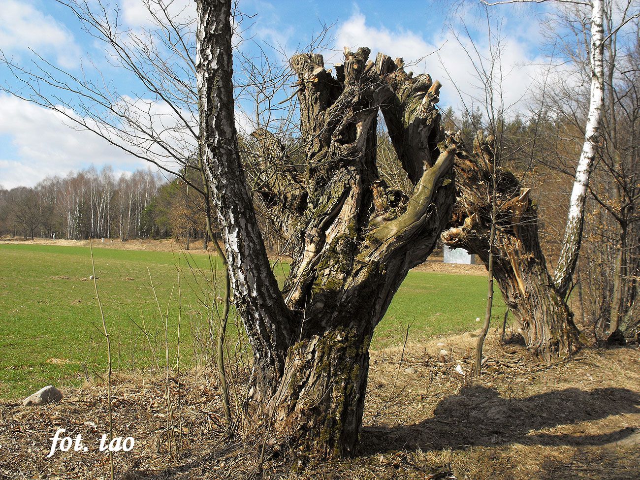 To nie photoshop, ani aprilis, ani gruszki na wierzbie tylko brzoza w wierzbie. Ta ciekawostka ronie w Kwanie koo Sierpca, marzec 2012 r.