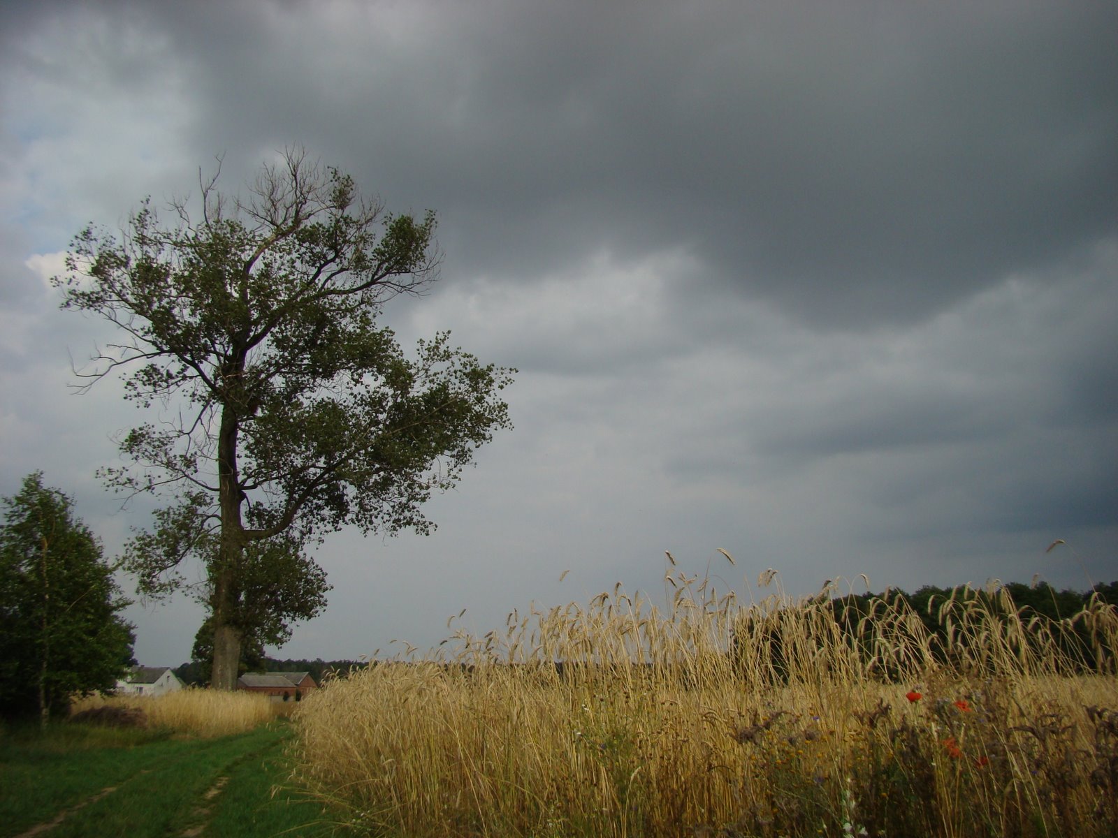 Wie Grodkowo, lipiec 2008 r.