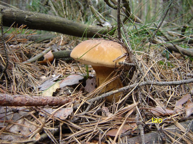 Grzybobranie w Dobaczewie.