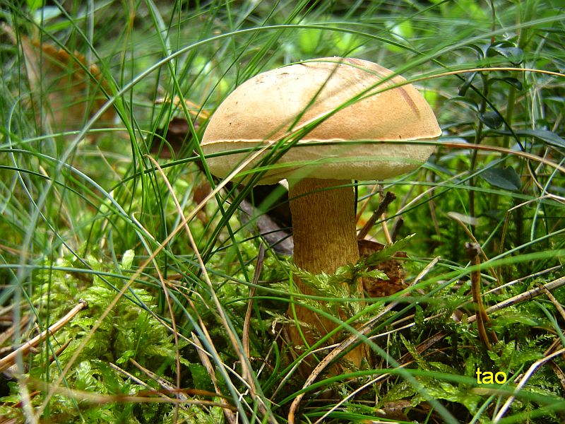 Grzybobranie w Dobaczewie.