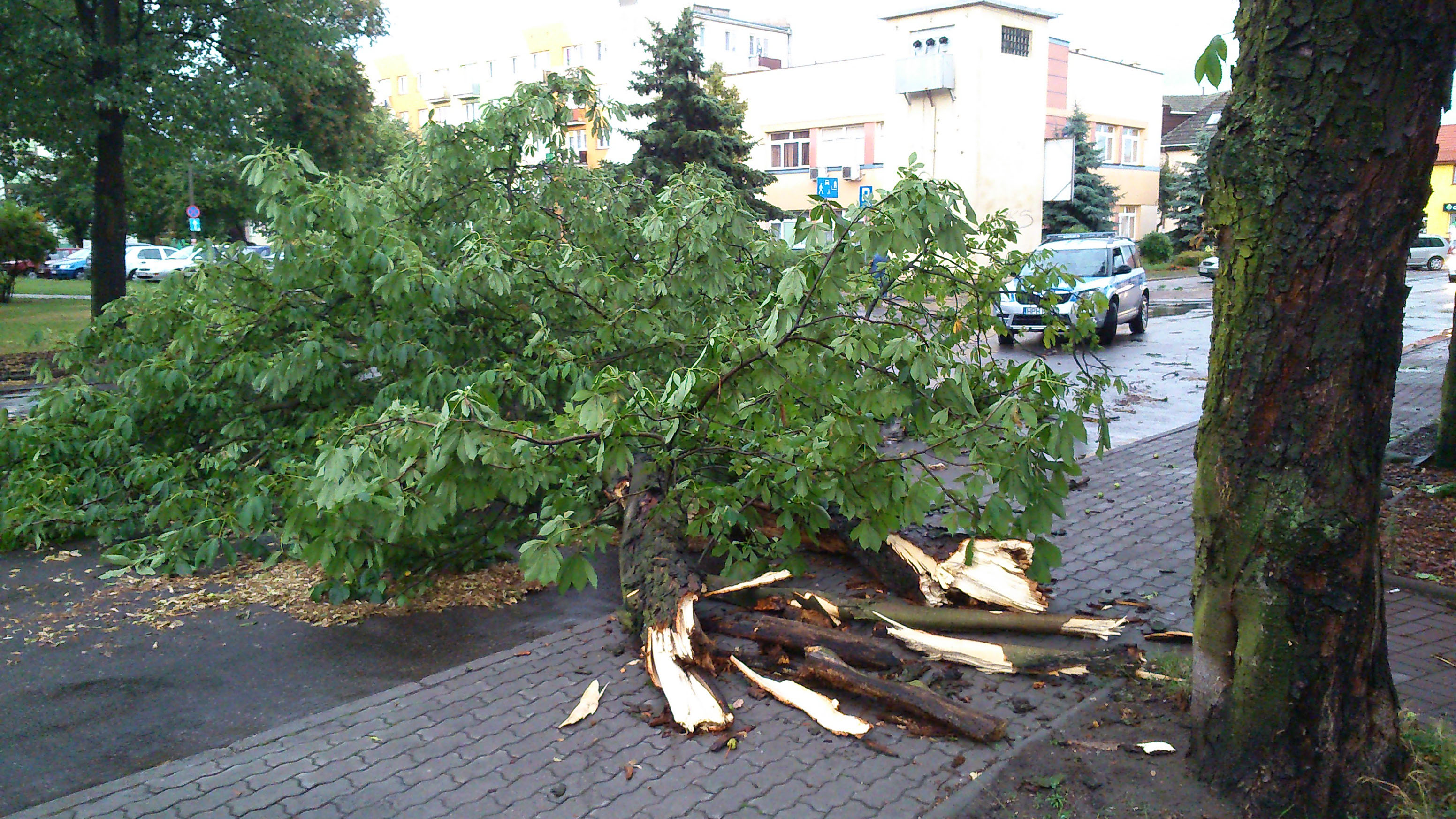 Zniszczony kasztanowiec przy ulicy Jana Pawa II, 19.07.2015 r.