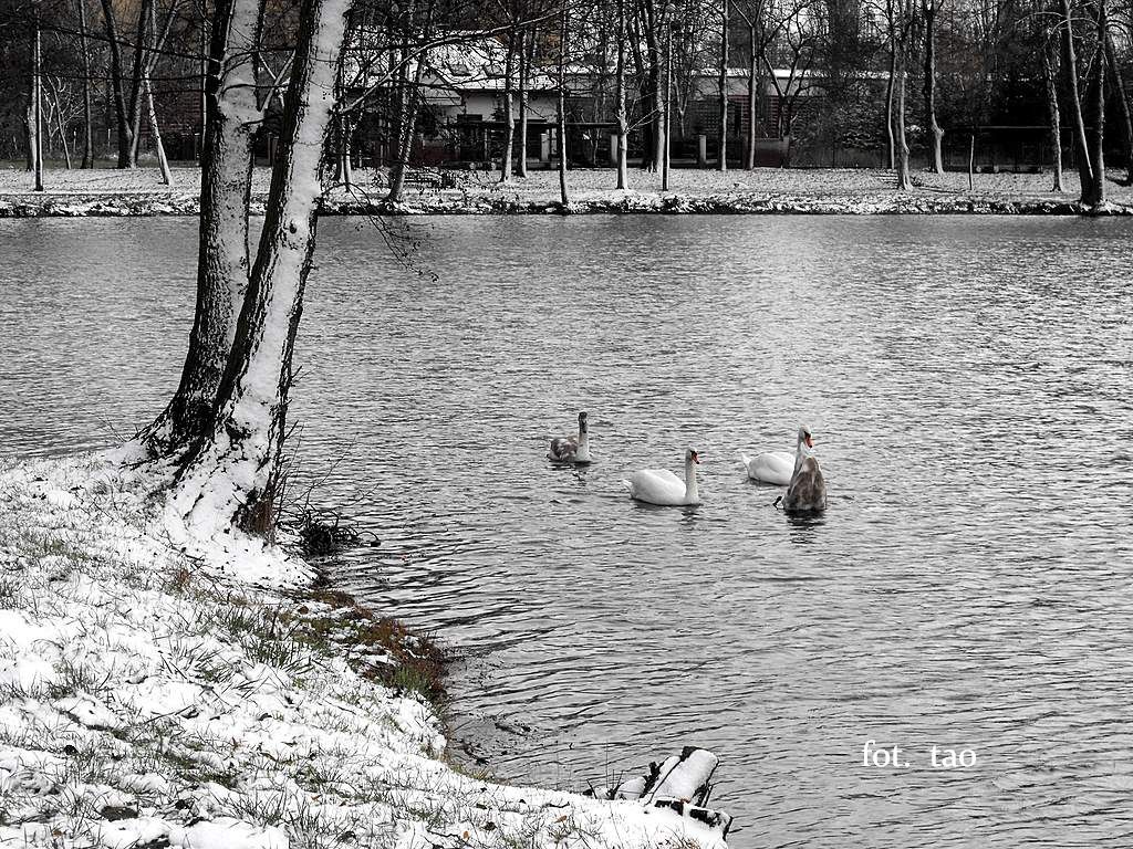 Jeziórka i pierwszy śnieg, listopad 2008 r.