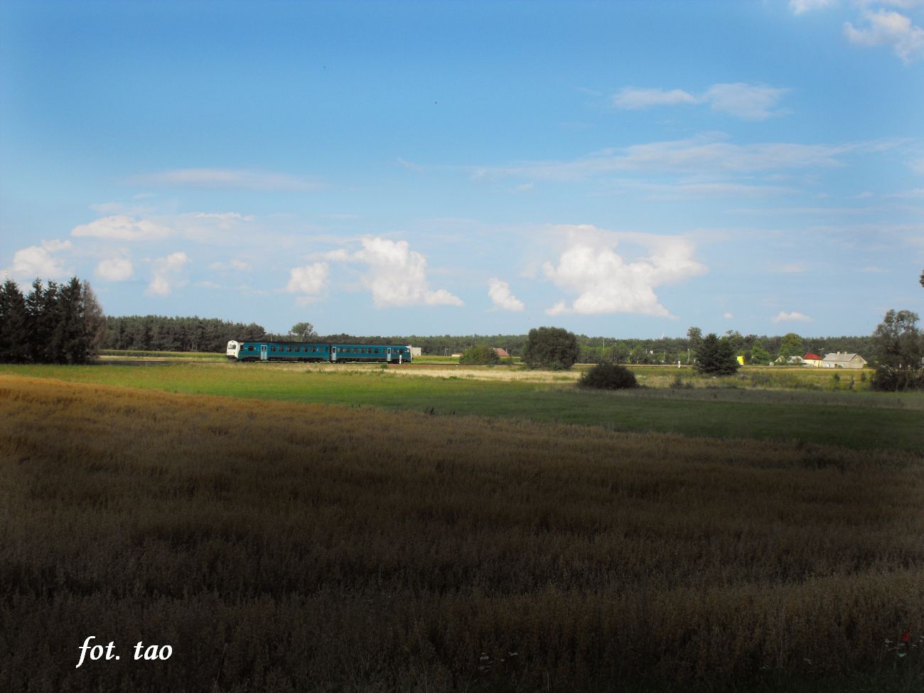 Opnione niwa na polach w Mieszczku, 14.08.2011 r.