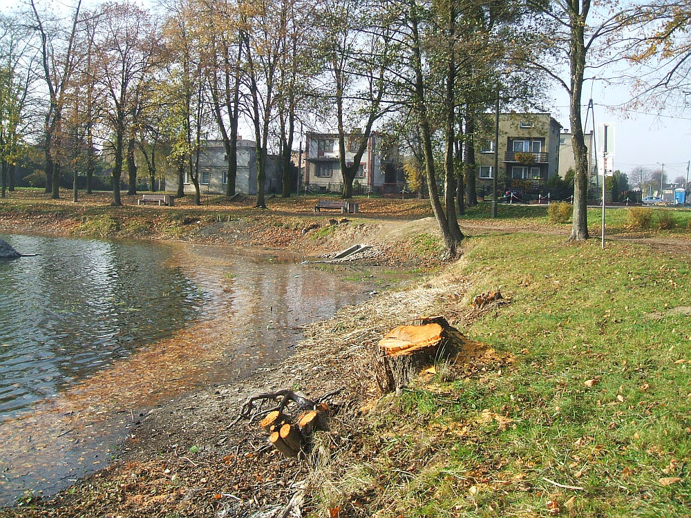 Osoby odpowiedzialne za ziele miejsk zdecydoway o wyciciu nabrzenych olszyn, ktre zanieczyszczay  dno zbiornika. Fot. z dnia 26.10.2008 r.