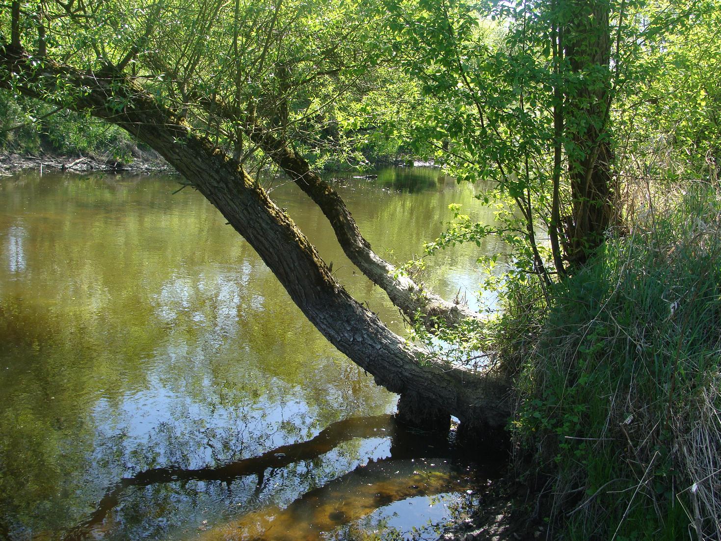 Nad rzek koo Ligowa, 2.05.2009 r.