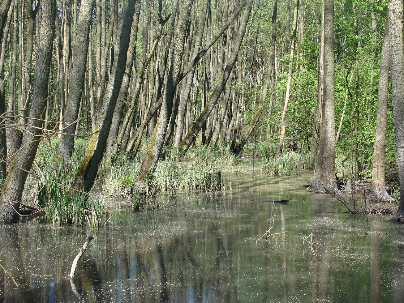 W lesie koło Ligowa, 2.05.2009 r.
